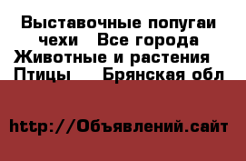 Выставочные попугаи чехи - Все города Животные и растения » Птицы   . Брянская обл.